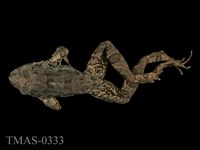 藏品(澤蛙)的圖片